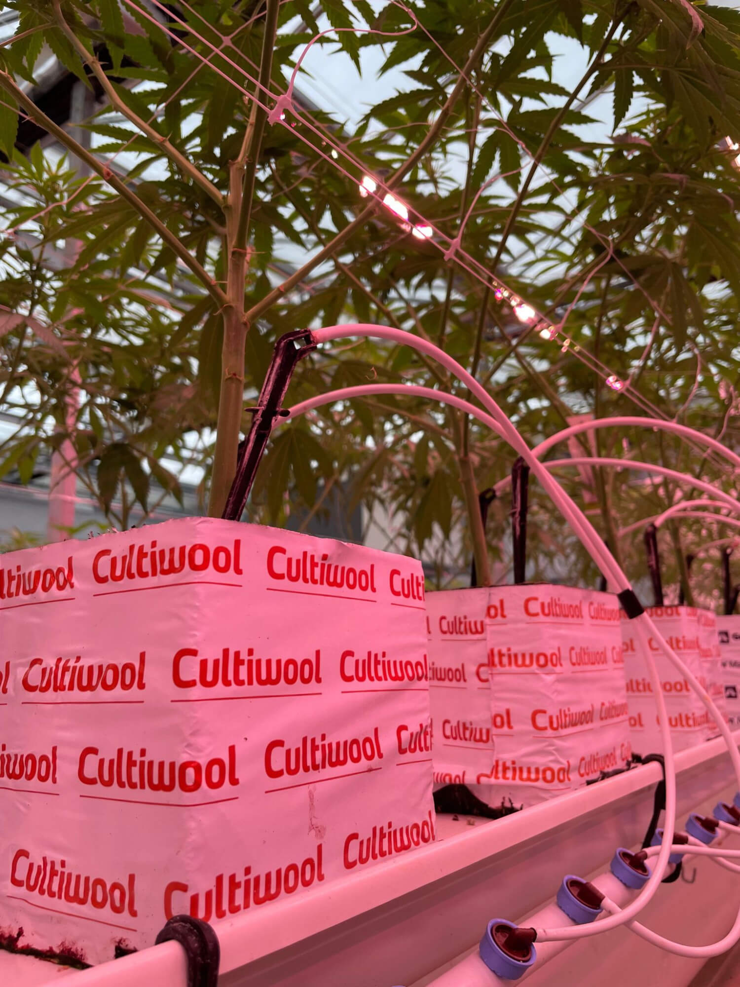 WhatsApp Image 2023-06-23 at 11.51.50.jpg